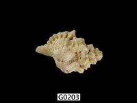 藏品(法螺)的圖片